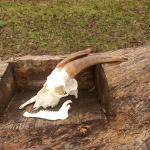 Real Domestic Goat Skull with Horns and the jaw. Unique Gift for Huntsman, Skull Lover. Perfect Halloween, Birthday, or Christmas Decor.