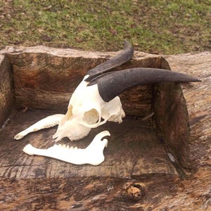 Real Domestic Goat Skull with Horns and the jaw. Unique Gift for Huntsman, Skull Lover. Perfect Halloween, Birthday, or Christmas Decor.