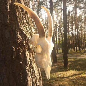 Real Domestic Goat Skull with Horns. #19.06 Unique Gift for Huntsman, Skull Lover. Perfect Halloween, Birthday, or Christmas Decor.