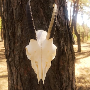 Real Domestic Goat Skull with Horns. #24.07/3 Unique Gift for Huntsman, Skull Lover. Perfect Halloween, Birthday, or Christmas Decor.