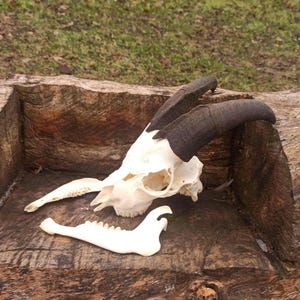 Real Domestic Goat Skull with Horns and the jaw. Unique Gift for Huntsman, Skull Lover. Perfect Halloween, Birthday, or Christmas Decor.