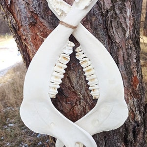 2 real bull jaws. Processed and whitened