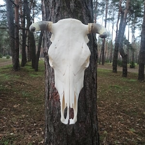 May include: A bleached cow skull with curved horns is mounted on a tree trunk. The skull is off-white with visible bone structure and dark tips on the horns. The background shows a forest with tall trees and a natural setting.