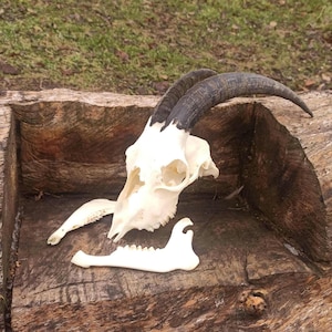 Real Domestic Goat Skull with Horns and the jaw. Unique Gift for Huntsman, Skull Lover. Perfect Halloween, Birthday, or Christmas Decor.