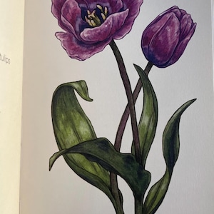 Violet Beauty Tulip