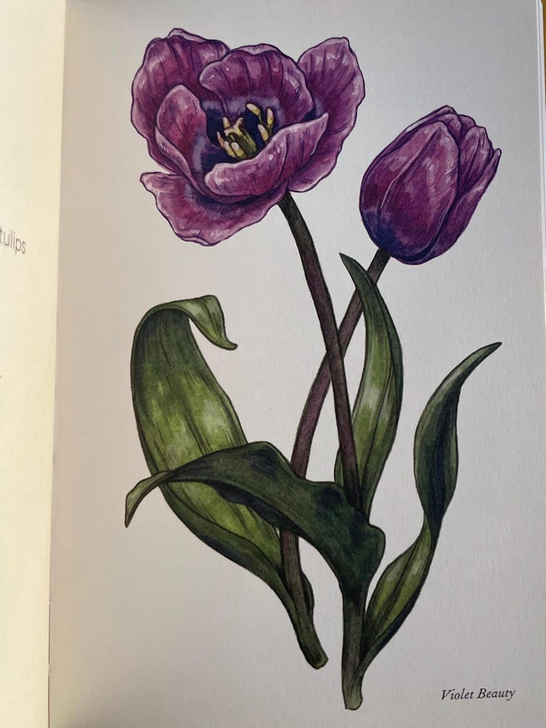 Violet Beauty Tulip
