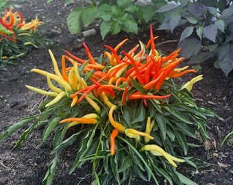 Berbere Hot Peppers Seeds