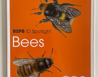 Biología de la vida silvestre Guía de identificación de insectos Libro económico sobre abejas Regalo para rellenar calcetines navideños Lámina desplegable sobre abejas Richard Lewington