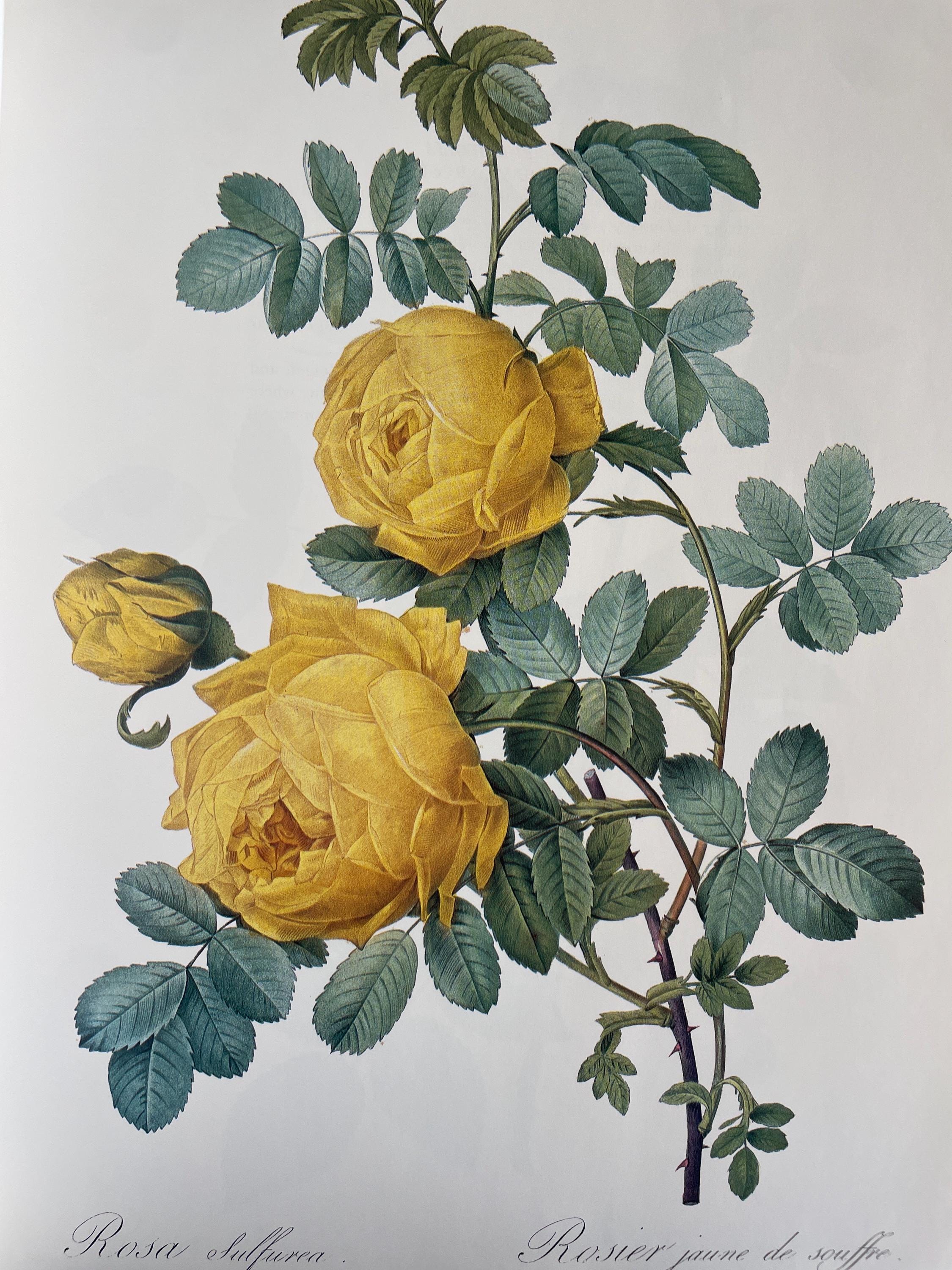 Roses By Raphael Raphael of Flowers Redoutés Roses Rare Full Page Paintings Flowers Full ...