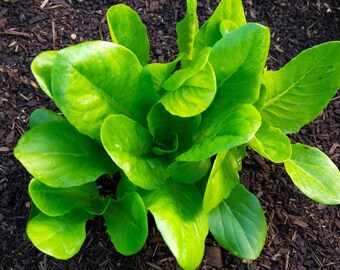 Mache Corn Salad Seeds Easy to Grow Greens Cold Weather Garden Crop Organic Heirloom Seeds Summer Crop Garden Gift Field Salad Mache Lettuce
