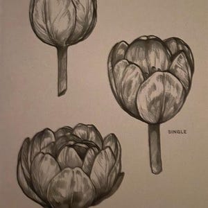 Tulip pencil sketch of three tulip flower variations Triumph Single Double Tulips