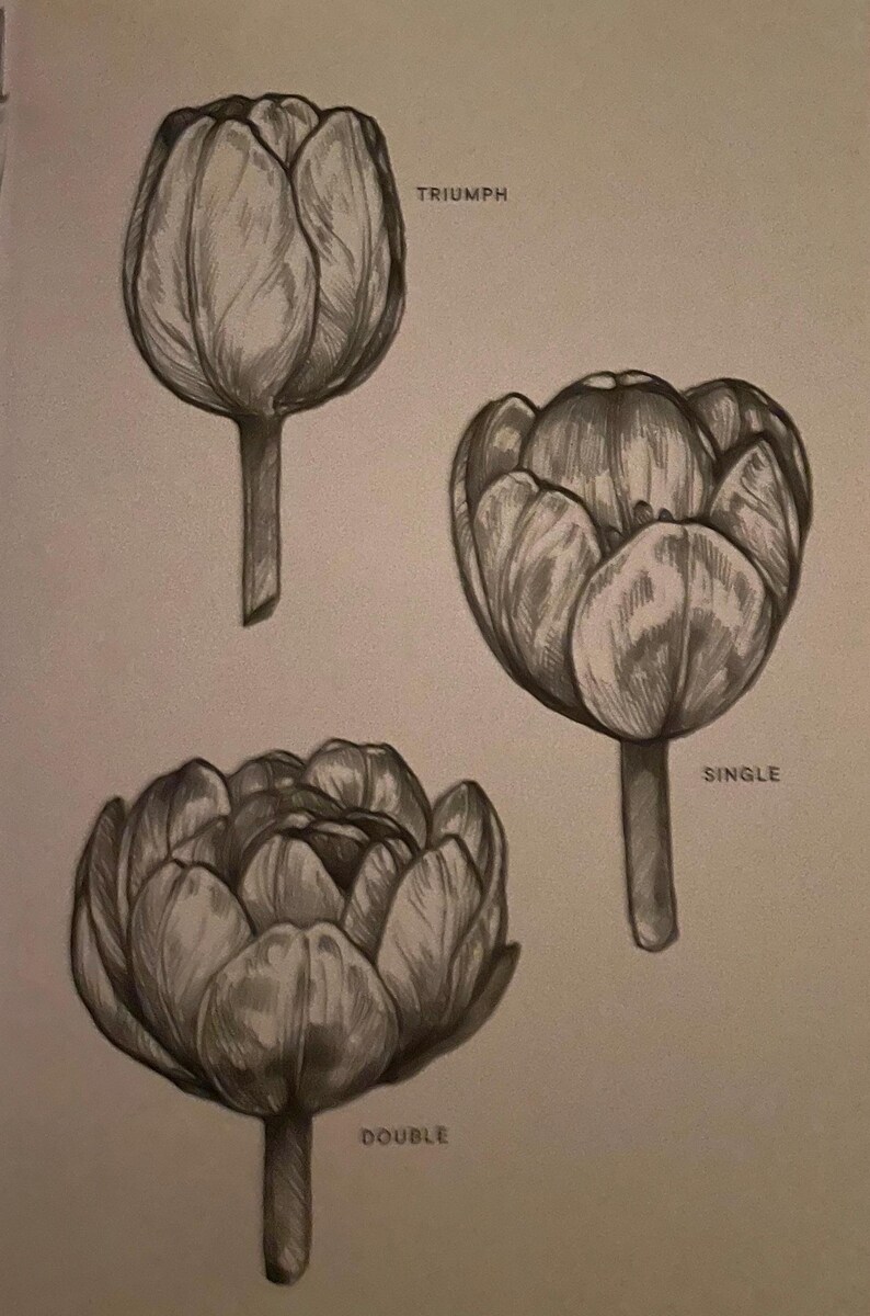 Tulip pencil sketch of three tulip flower variations Triumph Single Double Tulips