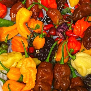 Hot Pepper Seeds Exotic Heirloom Hot Chili Peppers Organic Non GMO Spicy Purple Pepper Hot Chili Pepper Seed Spring Mystery Garden Gift Idea