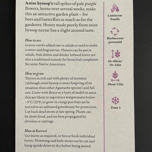 Peut inclure: Une carte d'information botanique pour l'hysope anis&eacute;e, une plante de jardin aux fleurs violet p&acirc;le. La carte d&eacute;taille les utilisations, les instructions de culture et les conseils de r&eacute;colte. Les mesures sont en centim&egrave;tres.