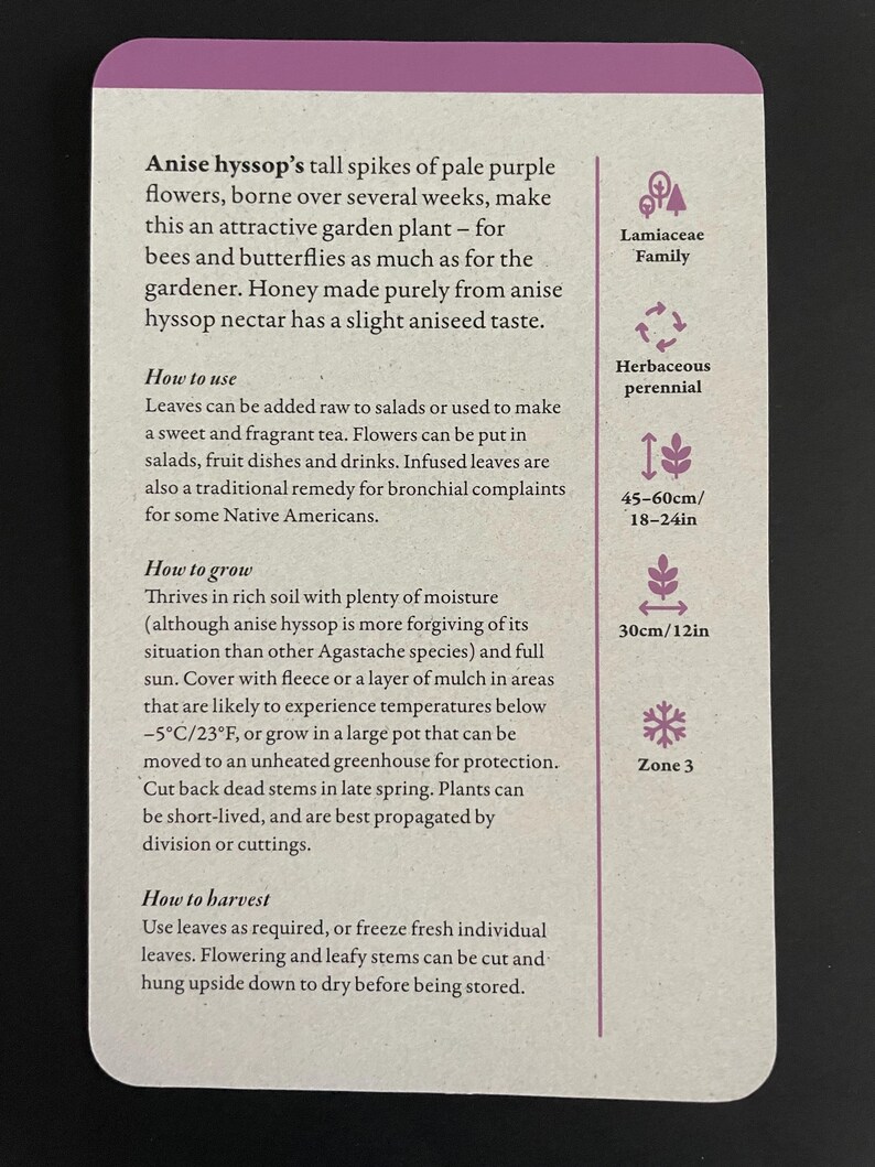 Peut inclure: Une carte d'information botanique pour l'hysope anis&eacute;e, une plante de jardin aux fleurs violet p&acirc;le. La carte d&eacute;taille les utilisations, les instructions de culture et les conseils de r&eacute;colte. Les mesures sont en centim&egrave;tres.