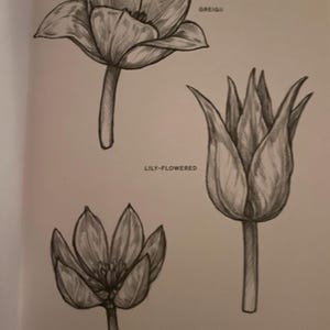 grayscale pencil drawing tulip