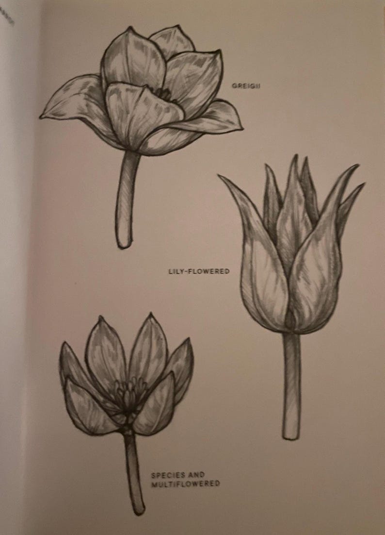 grayscale pencil drawing tulip
