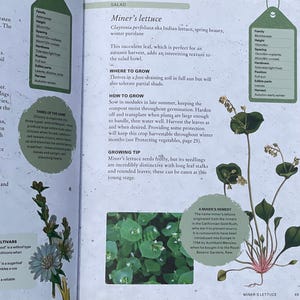 Lettuce Miner Education