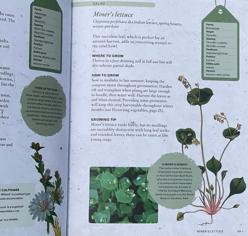 Lettuce Miner Education