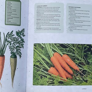 Gardening Carrot Growing Botanical