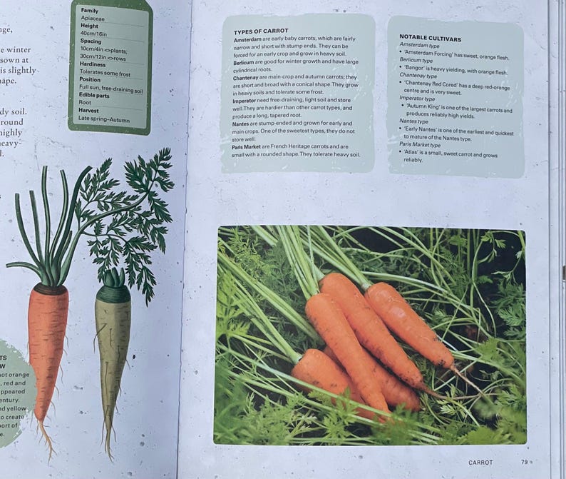 Gardening Carrot Growing Botanical