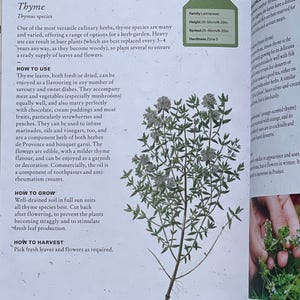 Gardener Gift Idea for Herb Thyme Illustration How to Plant, How to Cultivate Thyme, How to use Thyme, Thyme Health Benefits