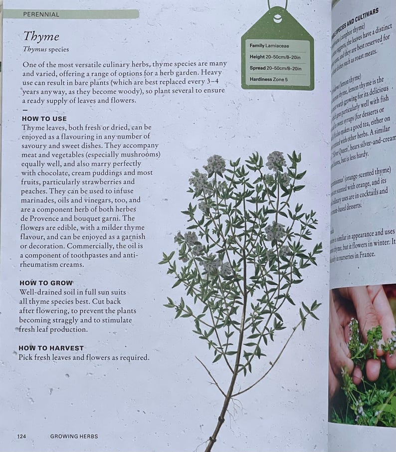 Gardener Gift Idea for Herb Thyme Illustration How to Plant, How to Cultivate Thyme, How to use Thyme, Thyme Health Benefits