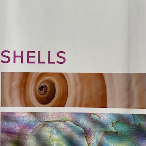 Seashell Identification Handbook Smithsonian Pocket Guide to Sea Shell Gift Illustrated Ocean Handbook Photographs of Seashells Ocean Lover