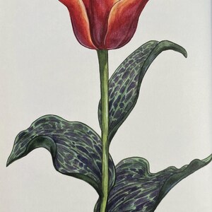 Calypso Tulip Red