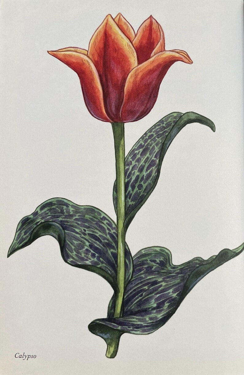 Calypso Tulip Red