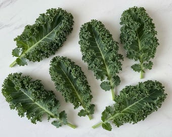 Dwarf Siberian Kale Seeds Organic Green Lettuce Heirloom Seeds Non GMO Salad Summer Crop Garden Gift Fall Gift Idea for Salad Gardener
