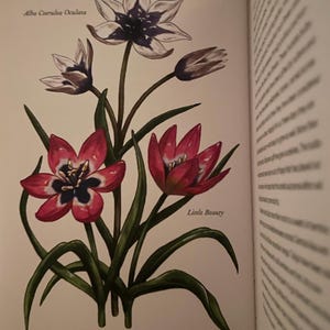 Alba Coerulea Oculata Tulips Little Beauty varieties