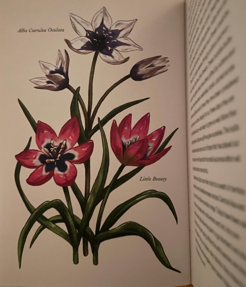 Alba Coerulea Oculata Tulips Little Beauty varieties