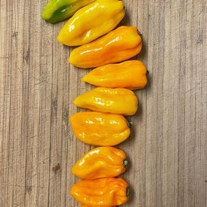 BubbleGum Orange BBG7 Hot Pepper Seeds - Exotic Hybrid Vegetable Seeds