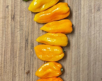 Orange Hot Pepper Seeds Organic Heirloom Hybrid Spicy Hot Pepper Seeds Habanero Scorpion Chili Vegetable Garden Gift Idea Bubble Gum Orange