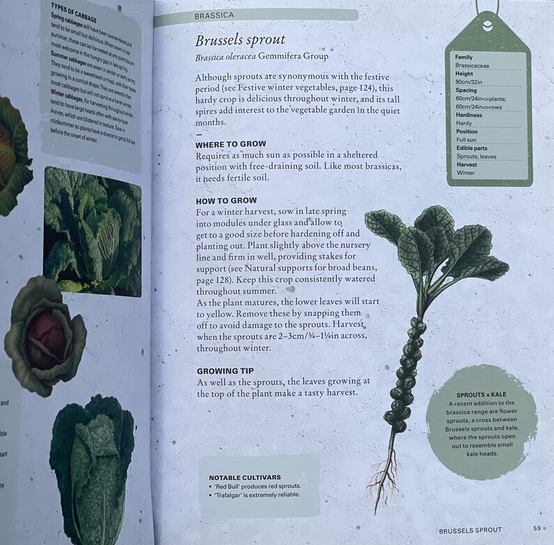 Brussel Sprouts Vegetable Book
