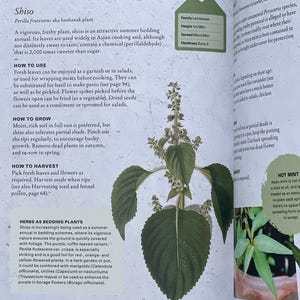 DIY Gardening Project, Shiso Herb