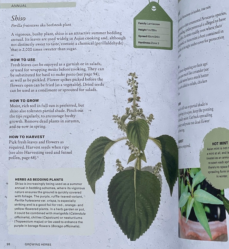 DIY Gardening Project, Shiso Herb