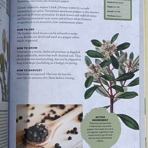 Gift Idea for Herb Garden, How to Grow Mountain Pepper