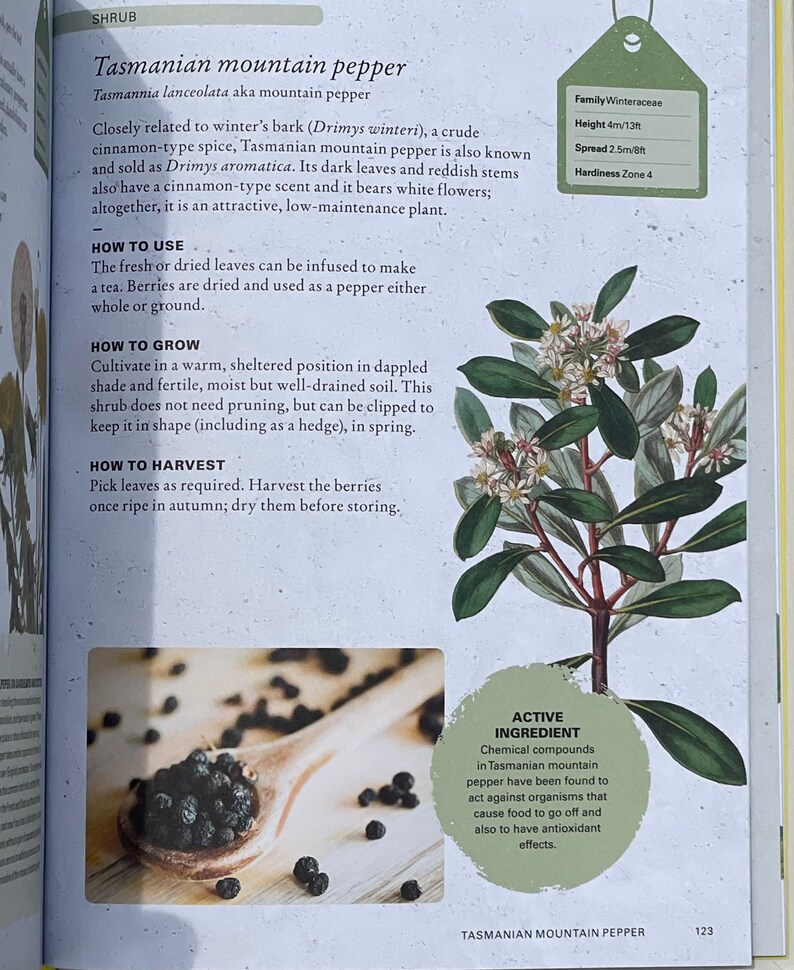 Gift Idea for Herb Garden, How to Grow Mountain Pepper