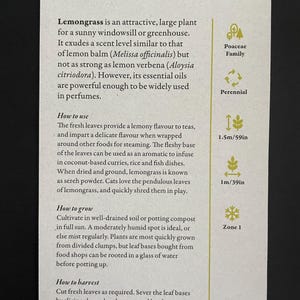 Peut inclure: Une carte rectangulaire avec des informations sur la citronnelle, expliquant comment l'utiliser, la cultiver et la r&eacute;colter. La carte indique &eacute;galement la famille des Poaceae, le statut de plante vivace et les hauteurs de plantes de 1,5 m et 1 m. Zone 1.