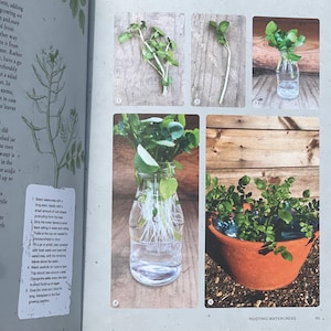 How to Root Watercress Gardening Vegetable
