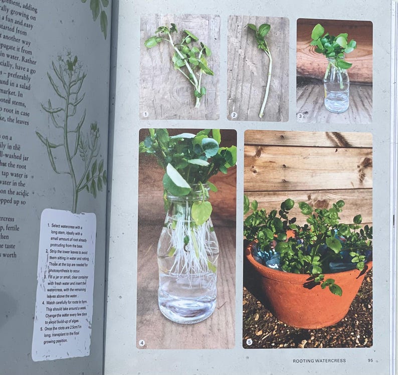 How to Root Watercress Gardening Vegetable