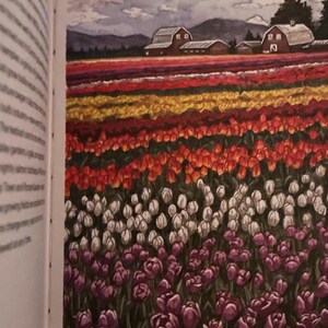 Dutch Tulip Photo