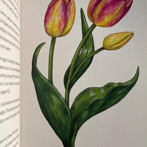 Pink Tulip Orange