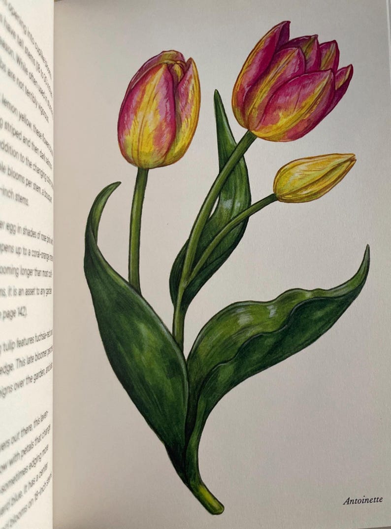 Pink Tulip Orange
