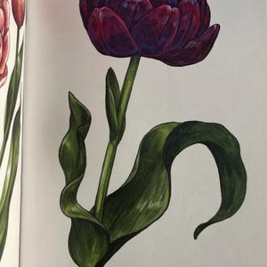 Tulip Black Hero
