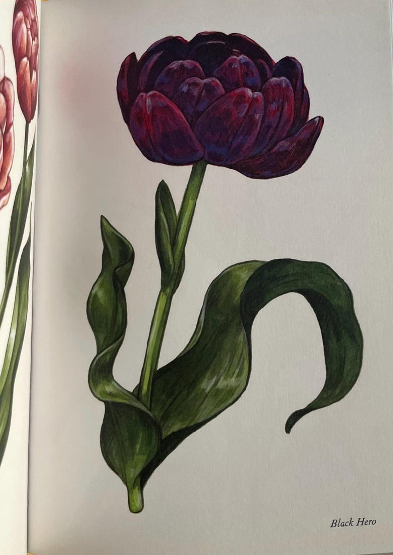 Tulip Black Hero
