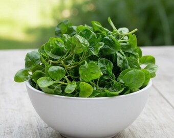 Graines de cresson frisé bio, variété ancienne, herbe aromatique, cresson poivré, culture d'été, cadeau pour les amateurs de salades, graines de cresson à larges feuilles, micro-pousses