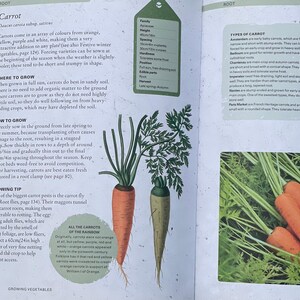 How to Grow Carrots